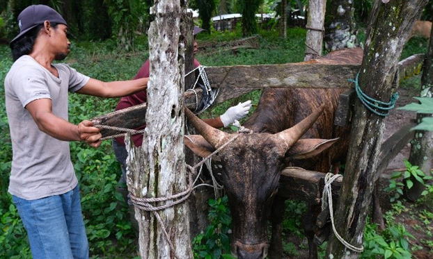 Risk communication to accelerate foot-and-mouth disease vaccination