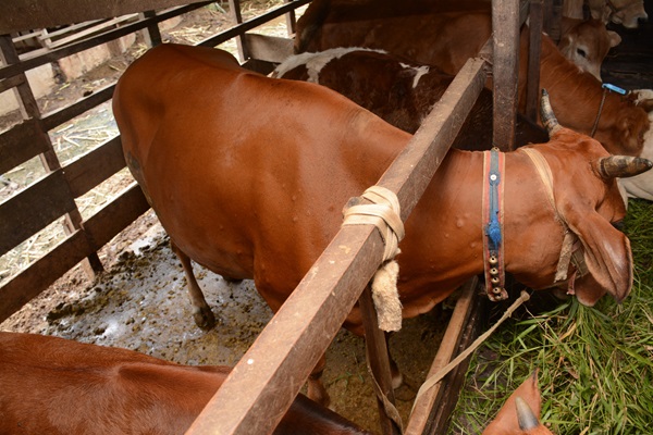 Cattle with lumpy moles caused by Lumpy Skin Disease Riau province, Indonesia