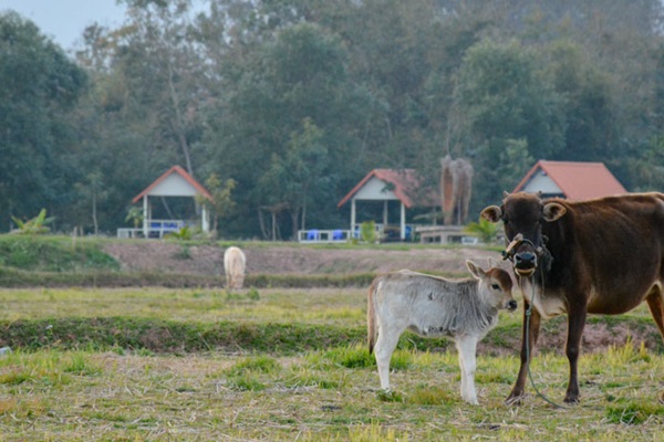 Cow and calf in Luang Namtha province, Lao People's Democratic Republic