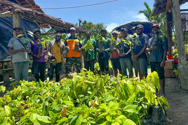 Cocoa farmers in Vanimo, West Sepik, are collecting grown cloned COP-tolerant cocoa seedlings, provided with the support t of the EU-STREIT PNG Programme, to their gardens.