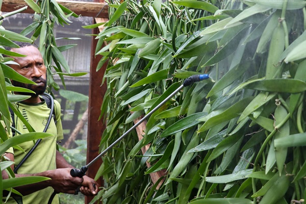 FAP treats vanilla vines before distribution among farmers in Papua New Guinea