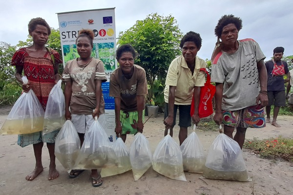 Quality tilapia fingerlings provided by the FAO under the EU-STREIT PNG Programme, to inland fish farmers in Vanimo-Green District, WSP