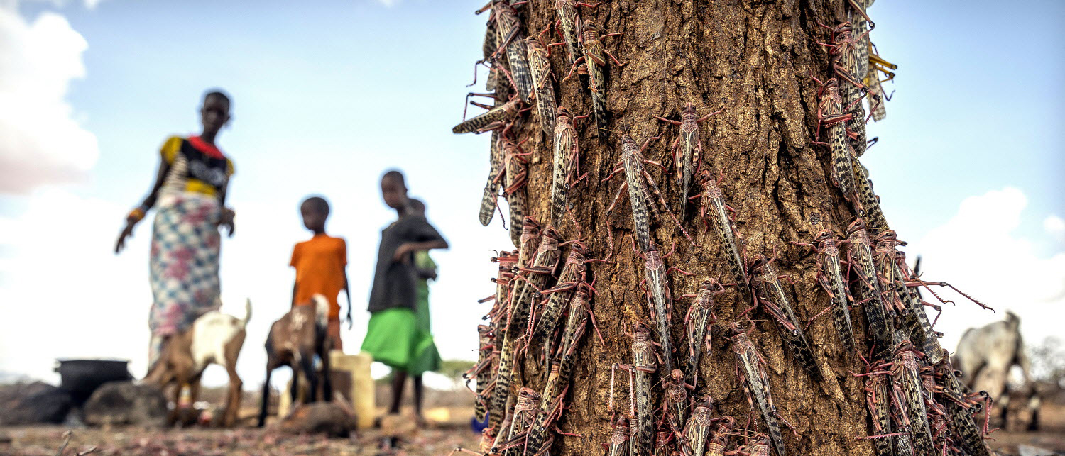 Kitui county, Kenya - A farmer amidst a desert locust swarm feeding on crops.