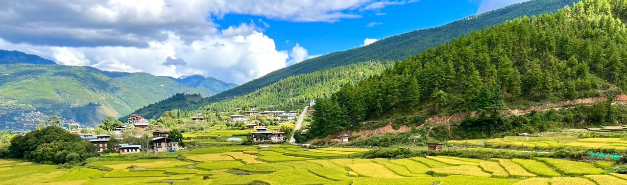 Paddy field in Paro, Bhutan