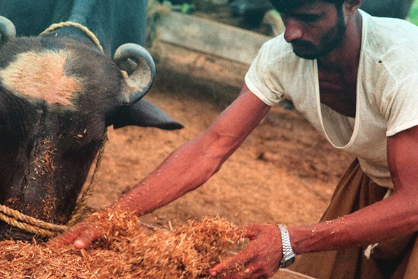 FAO investment design targets improved resilience for Sindh’s farmers and fishers