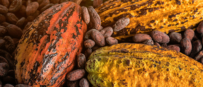 Image for the Sustainable Cocoa Initiative