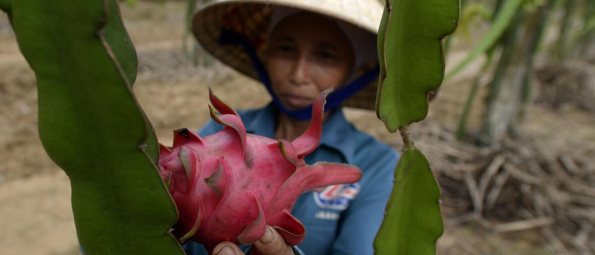 Pitaya harvest in Viet Nam