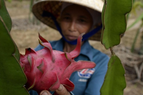 Pitaya harvest in Viet Nam