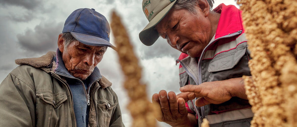 Quinoa harvesting in Bolivia