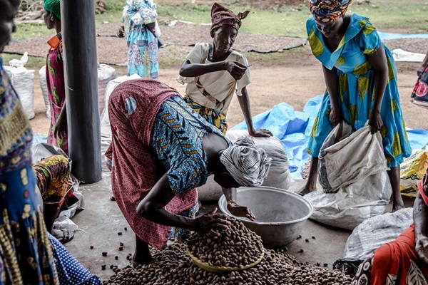 Women processing Shea seeds in Ghana
