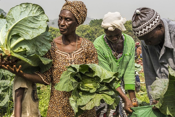 Climate Finance: an instrument for sustainable agrifood system transformation in Sierra Leone