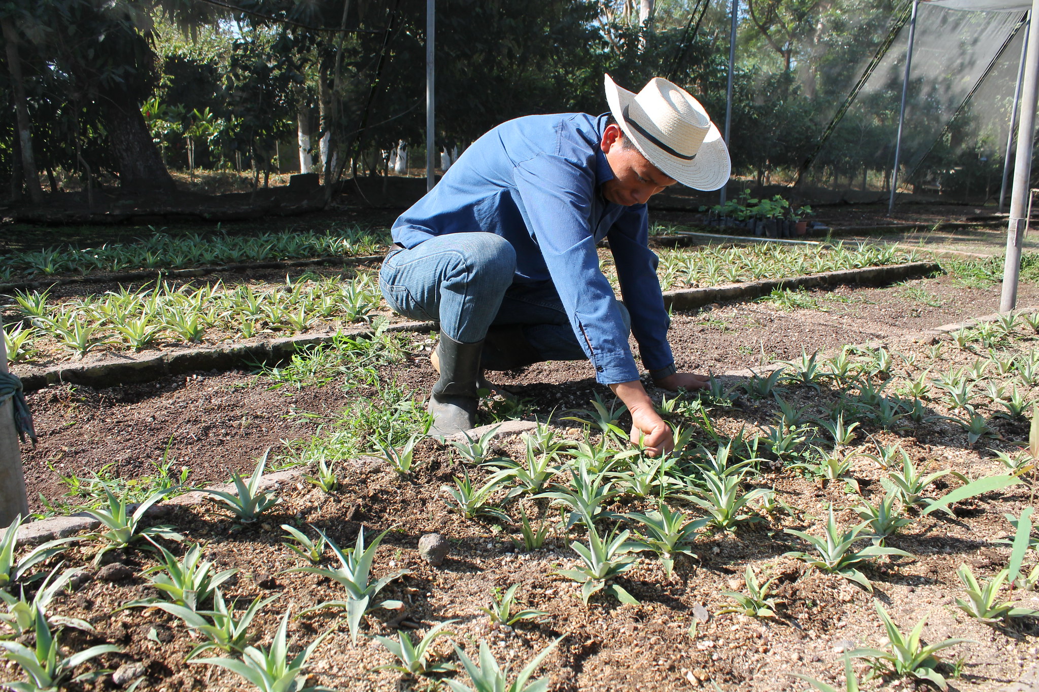 Farmer attending crops in El Salvador