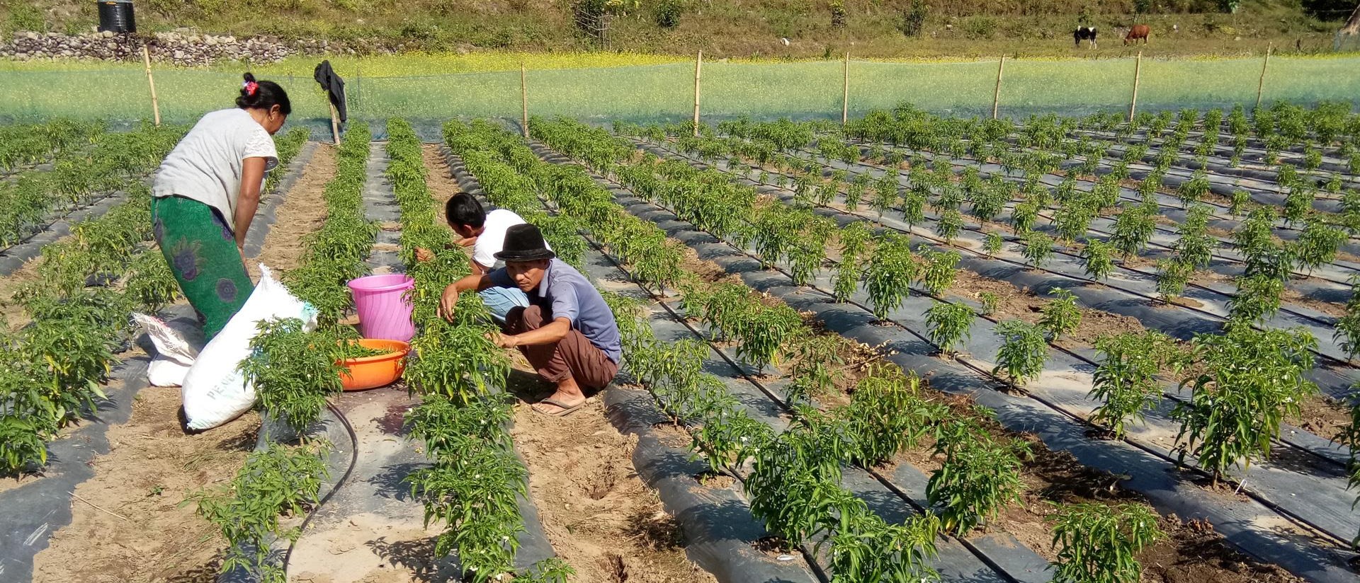 Farmers in Bhutan