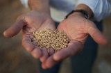 A handful of wheat seeds