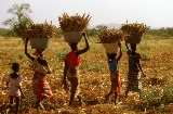 MISSING FOOD: the Case of Postharvest Losses in Sub-Saharan Africa