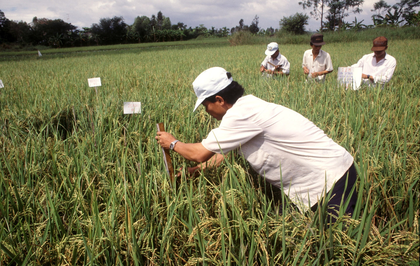 Capacity Development to Reduce Post-harvest Losses in Horticultural Chains in Greater Mekong Sub-region Countries (FAO)