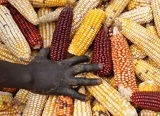 Field efficacy of hermetic and other maize grain storage options undersmallholder farmer management.