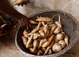 Food loss analysis: causes and solutions. Cassava supply chain in Guyana