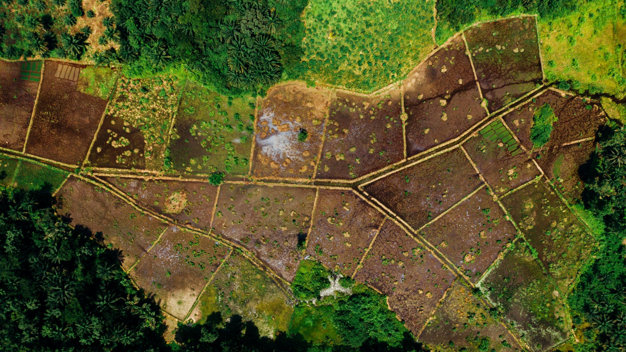 Naviguer les défis des données et la conformité pour les chaînes d'approvisionnement sans déforestation