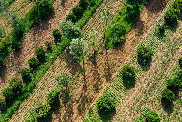 Agroforestry ©CIFOR-ICRAF/Kelvin Trautman