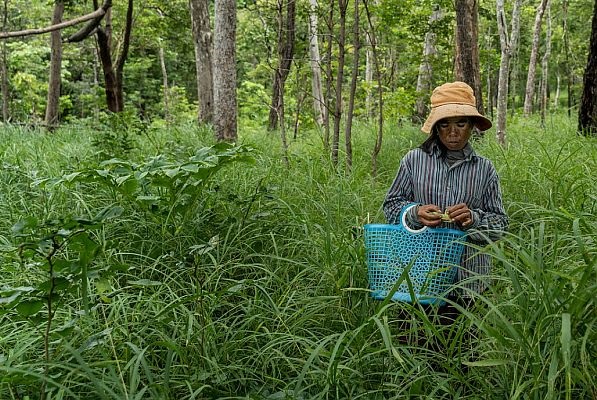 In northern Cambodia, a reforestation project has given a lifeline to the environment and community