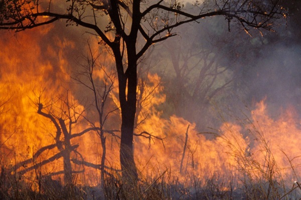FAO launches updated guidelines to tackle extreme wildfires ©FAO/Roberto Faidutti