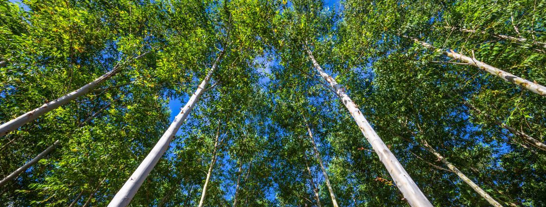 Fast-growing trees have ‘major role’ in helping to solve global challenges