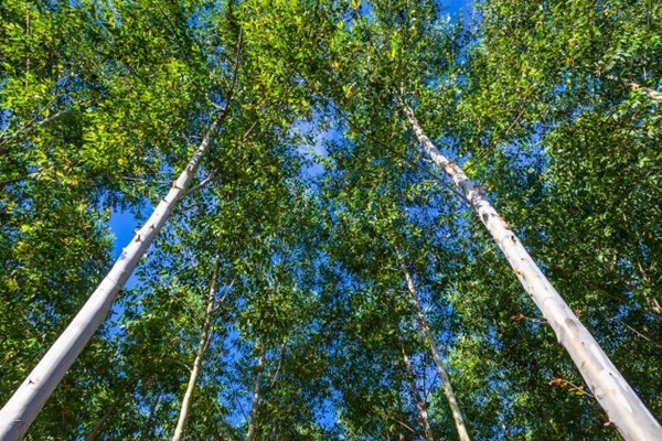 Fast-growing trees have ‘major role’ in helping to solve global challenges