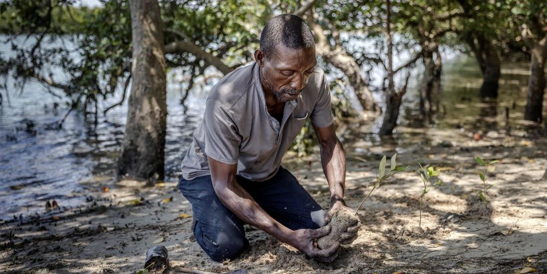 Planting a mangrove seedling, Dar Es Salaam, Tanzania Photo credit FAO/Luis Tato
