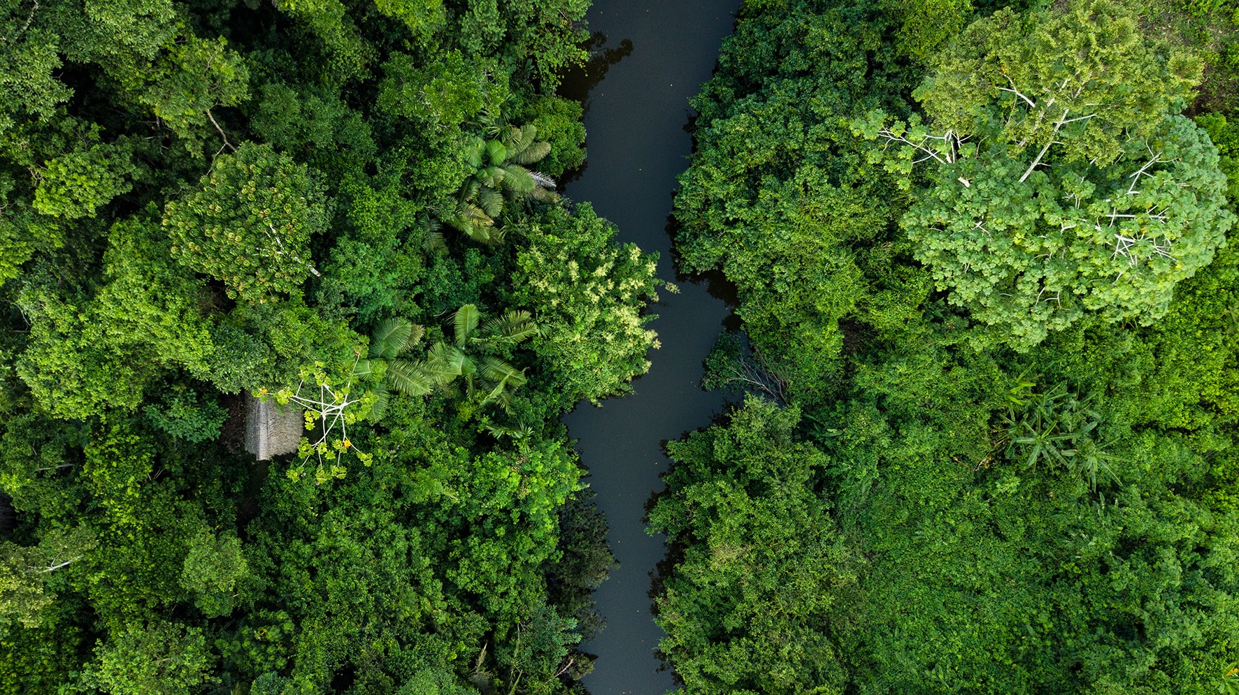 En el informe El estado de los bosques del mundo 2024 se hace hincapié en la innovación como elemento esencial para nuevos enfoques de gestión