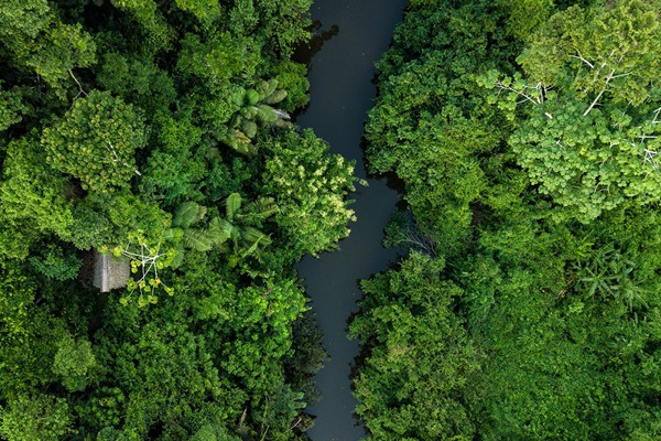 En el informe El estado de los bosques del mundo 2024 se hace hincapié en la innovación como elemento esencial para nuevos enfoques de gestión