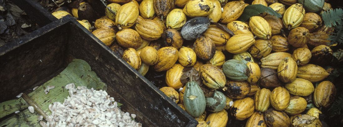 Support for cocoa farmers in Madagascar kicks off