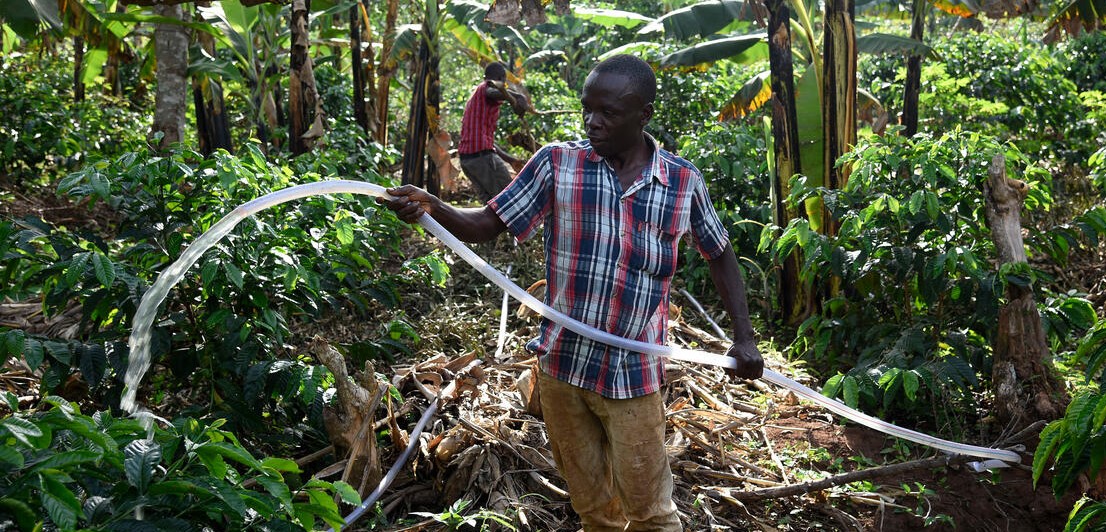 Uganda coffe crops