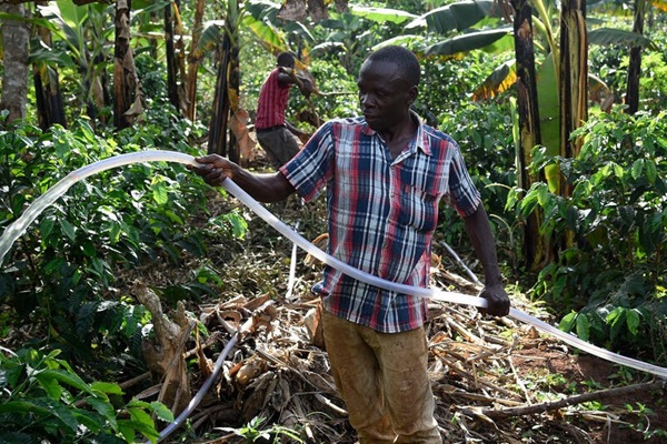 Uganda coffe crops