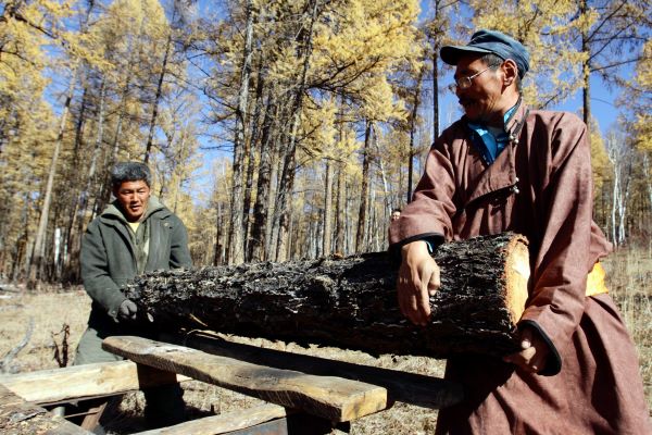 木材助力全球：引领碳中和与韧性之路