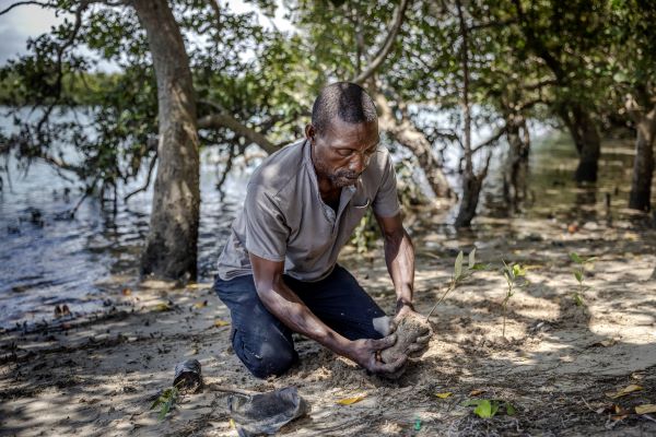 Planting a mangrove seedling, Dar Es Salaam, Tanzania ©FAO-Luis Tato