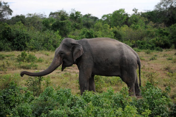 An elephant grazing in Mitur, Sri Lanka.