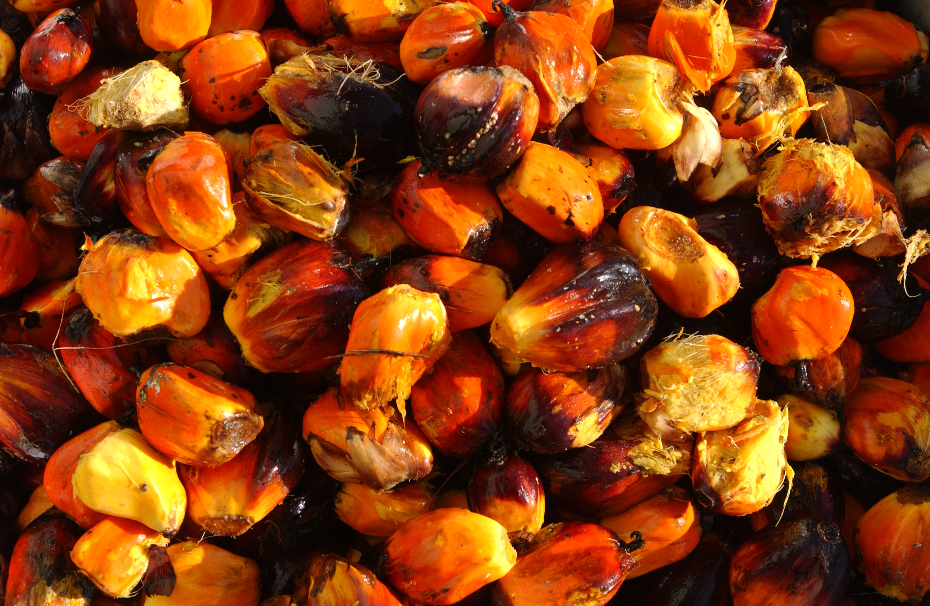 Palm date for processing into palm oil