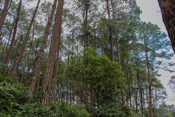 Forest in Guatemala