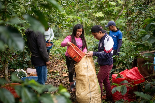 ©FAO/Santiago Billy