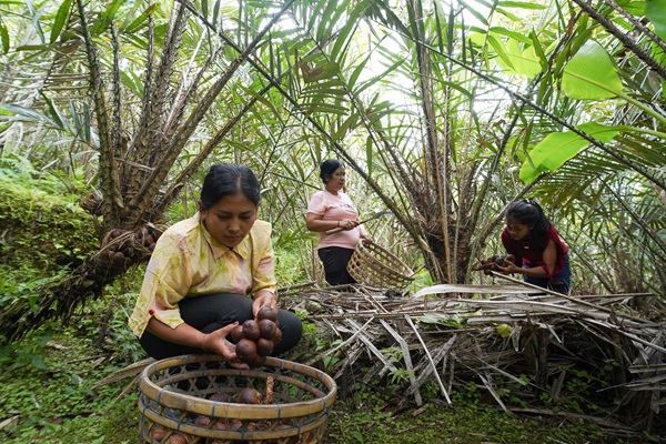 ©Ministry of Agriculture the Republic of Indonesia