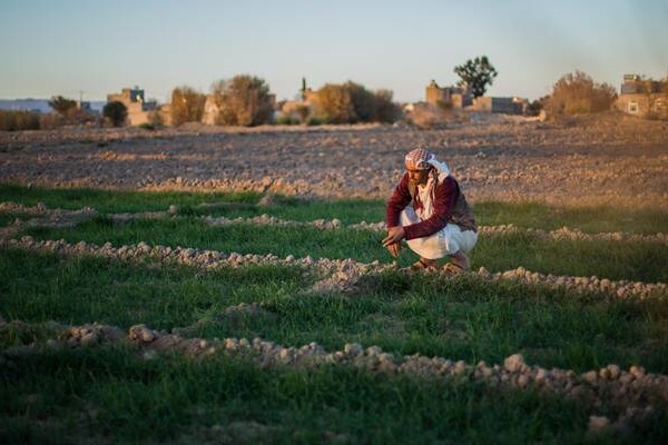 ©FAO/Soliman Ahmed/FAO