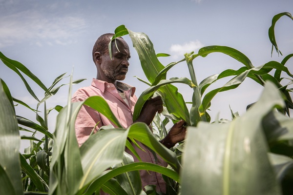 ©FAO/Mustafa Saeed