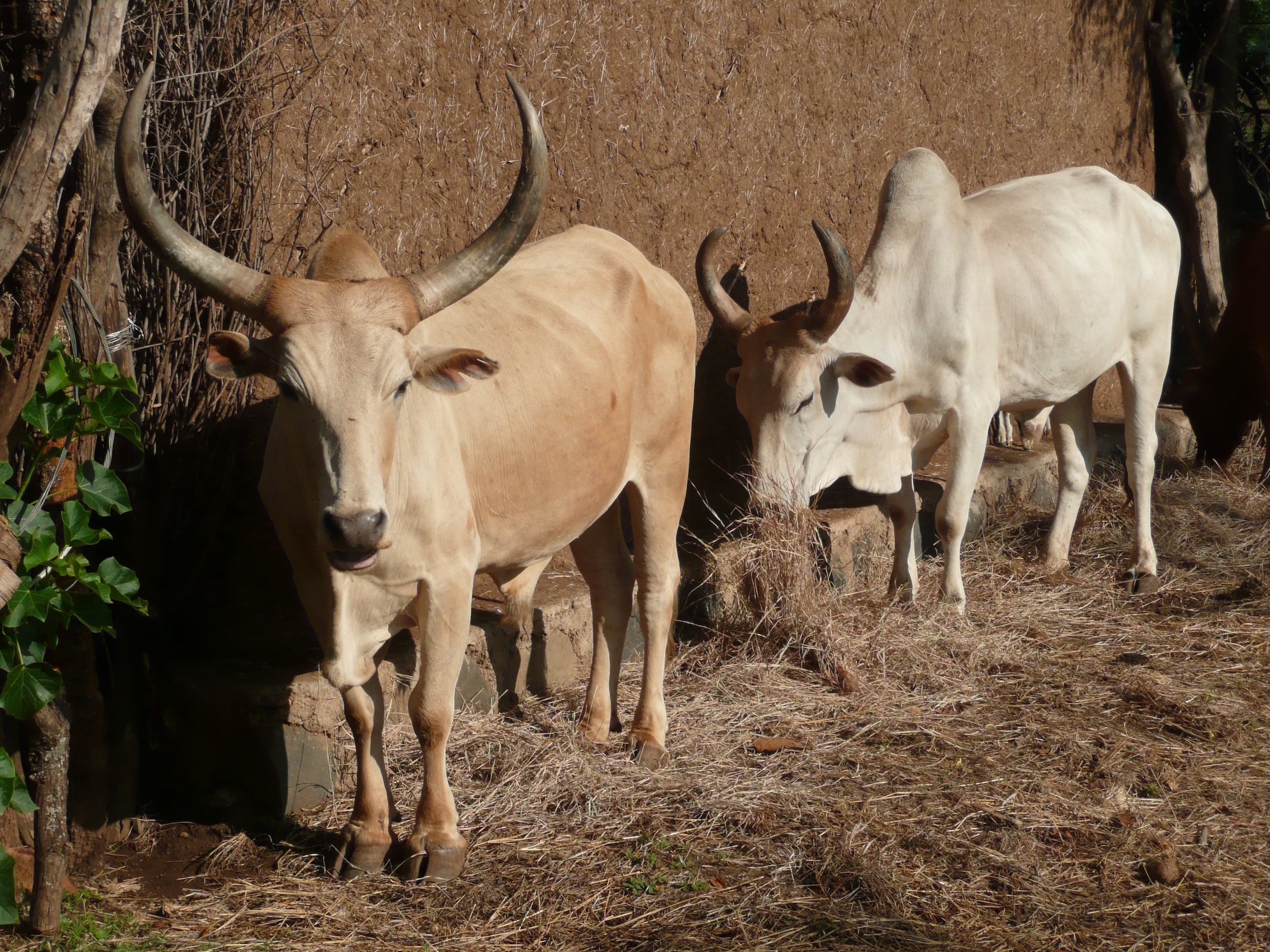 FAO publishes continental atlas of tsetse flies in Africa