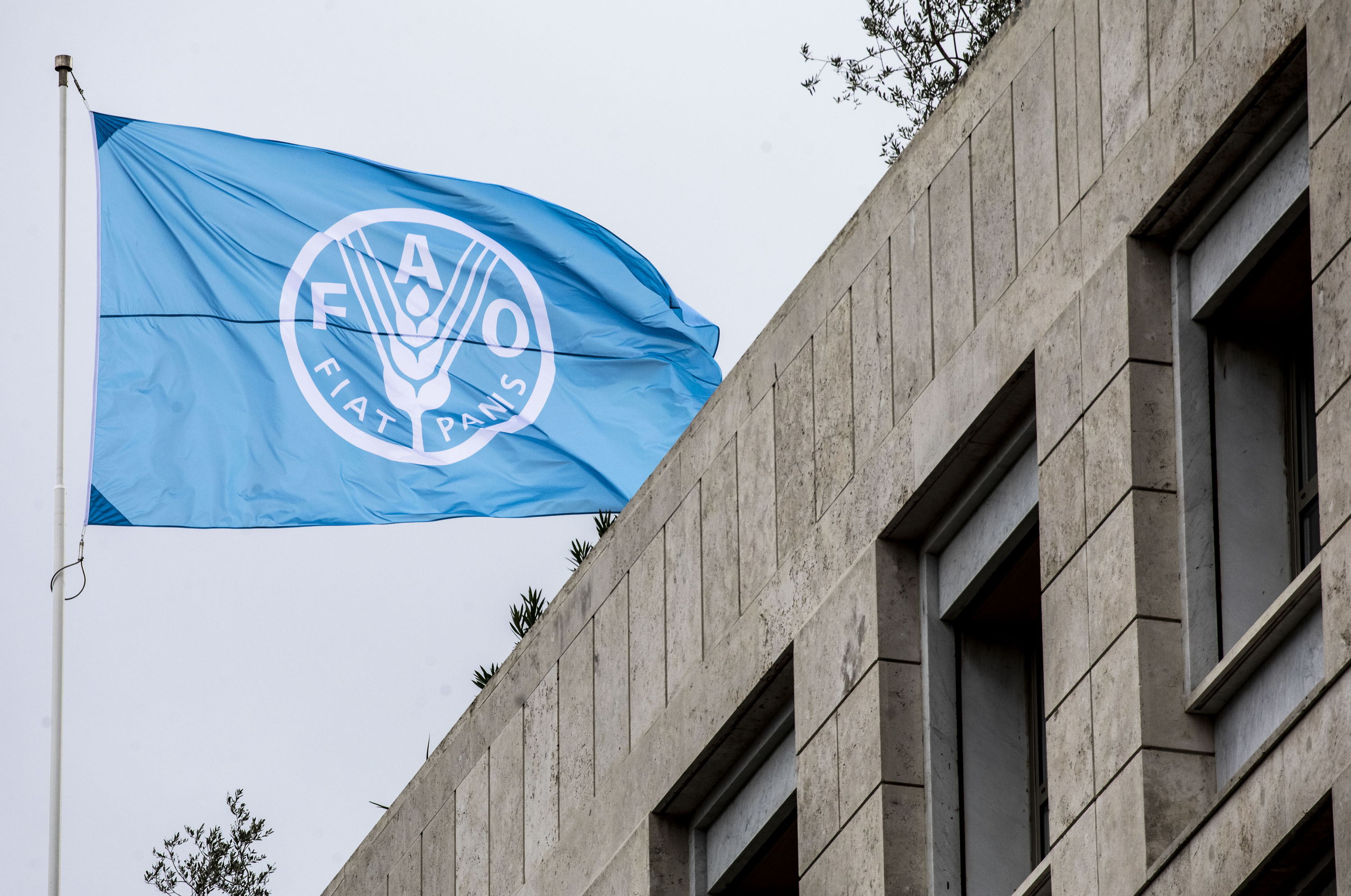 Anuncian los candidatos al puesto de Director General de la FAO