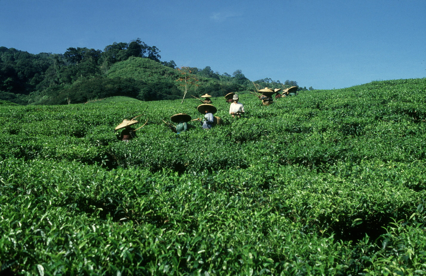 بإمكان الشاي تحويل النظم الزراعية والغذائية للقضاء على الفقر والجوع