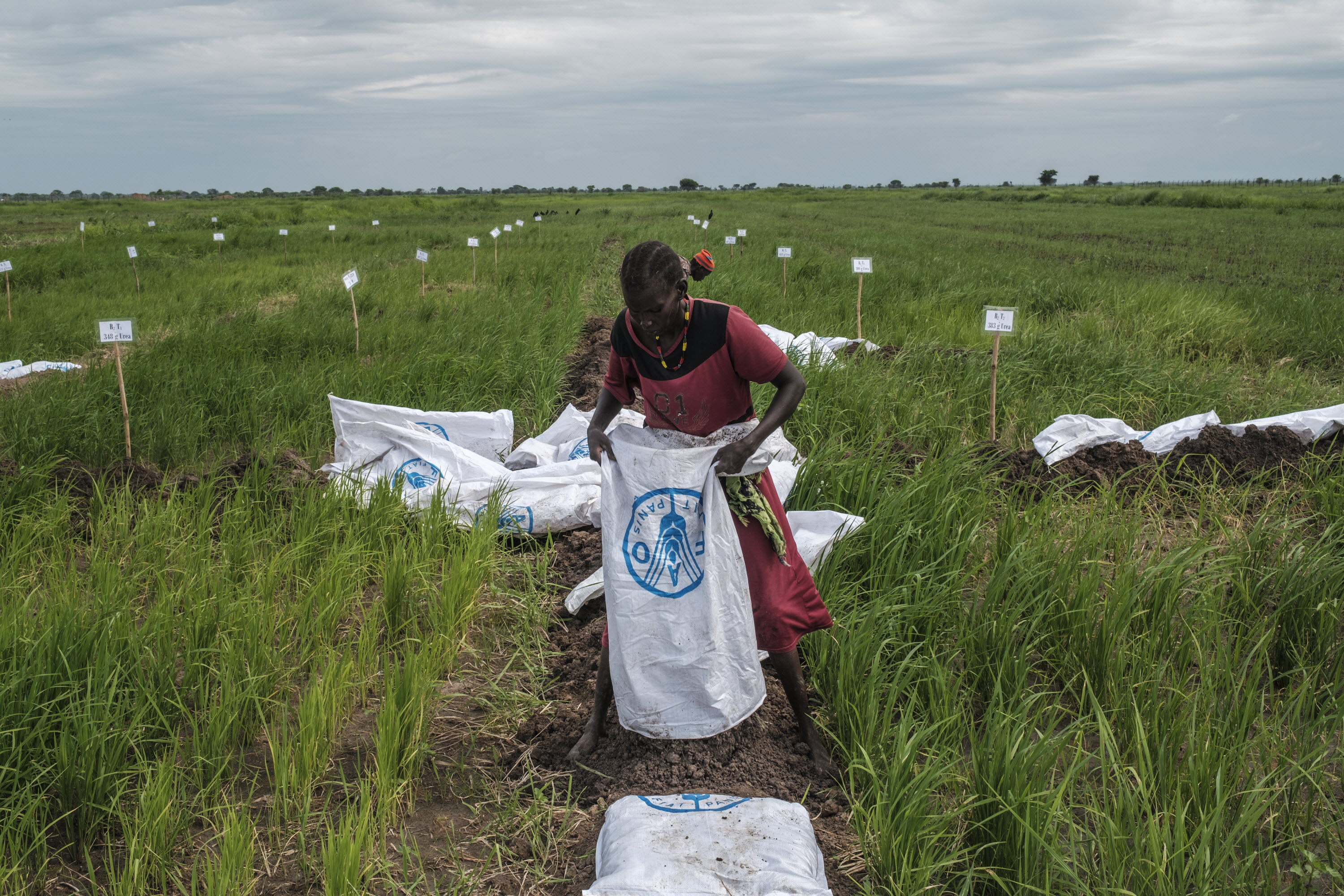 جنوب السودان: تكثف المنظمة جهودها لزيادة قدرة النظم الزراعية والغذائية على  الصمود بوجه التهديدات والأزمات