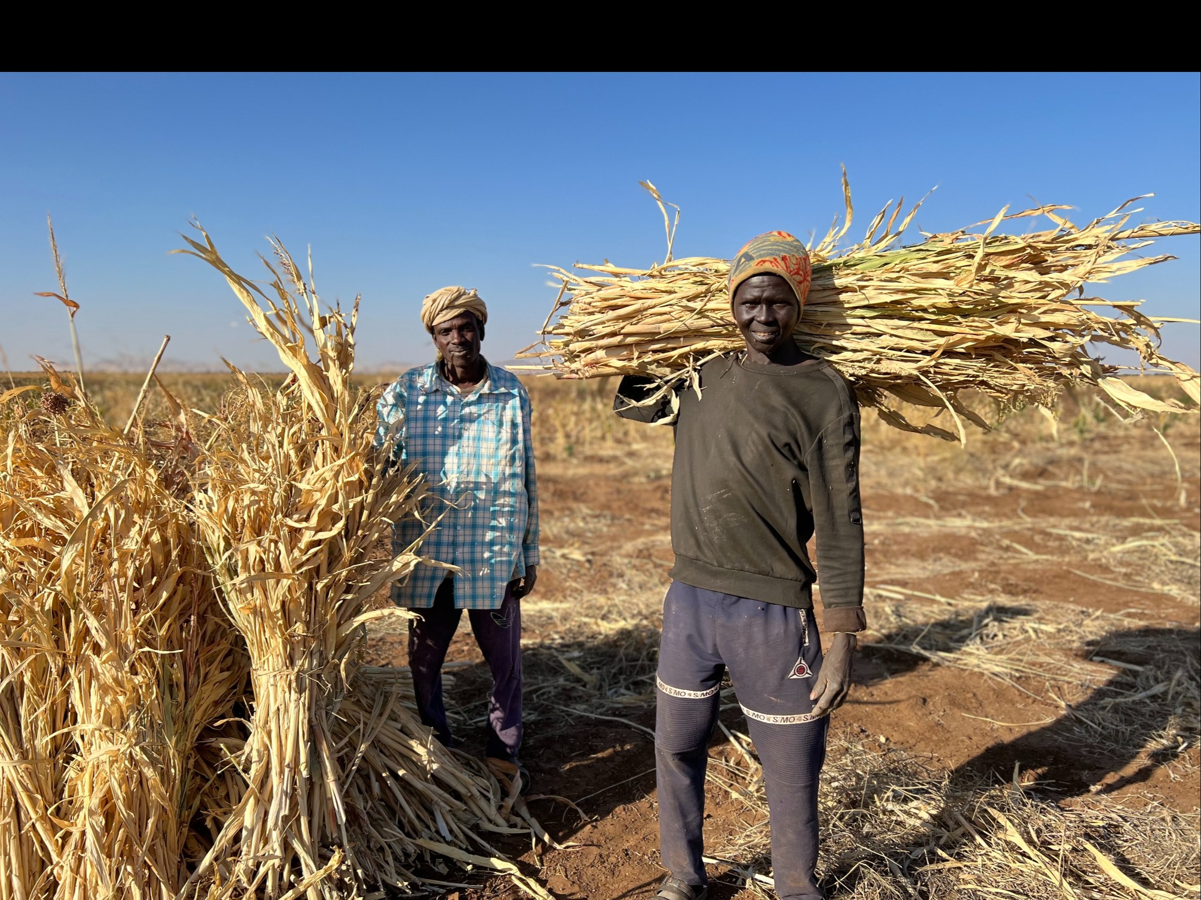 السودان: منظمة الأغذية والزراعة تطلق خطة استجابة طارئة لحماية سبل العيش  الزراعية وإصلاحها في ظلّ الصراع القائم
