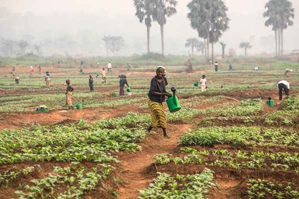 ©FAO/Junior D. Kannah