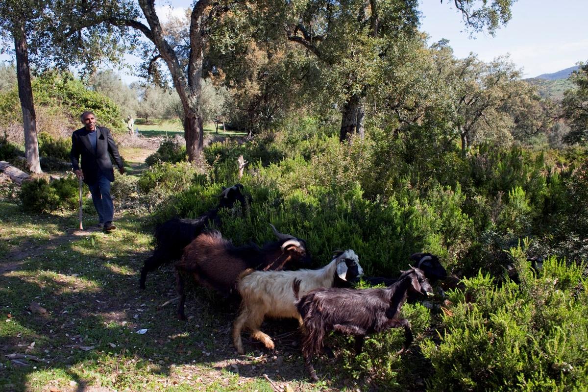 Forests And Climate Change In The Mediterranean   24721 0784 